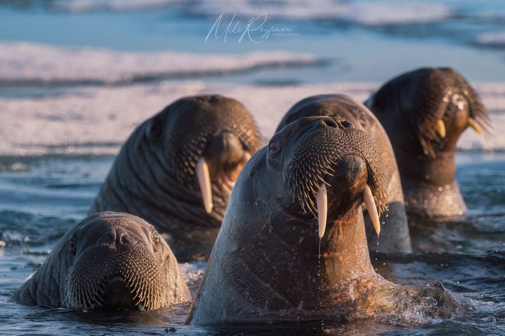 The Walrus Gang
