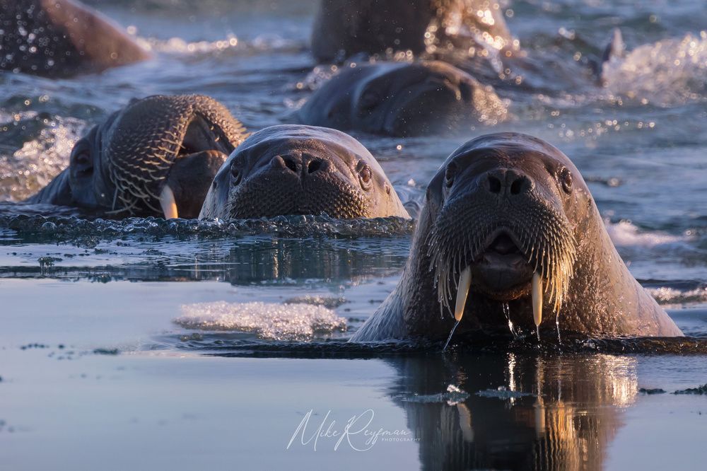 The Walrus Gang