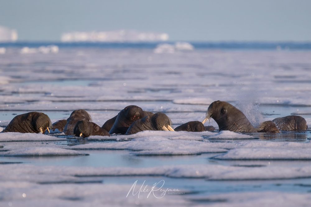 The Walrus Gang