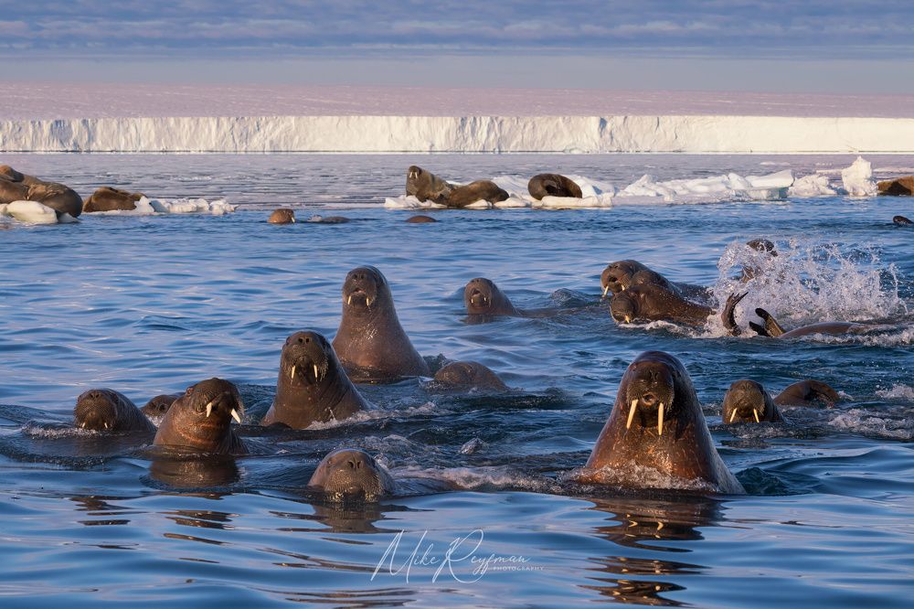 The Walrus Gang