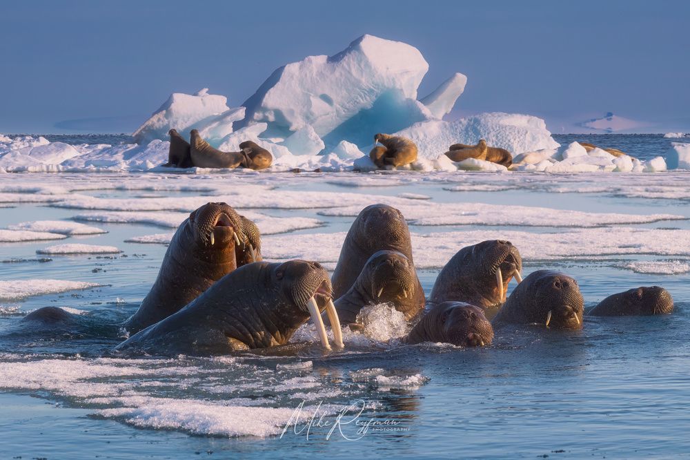 The Walrus Gang