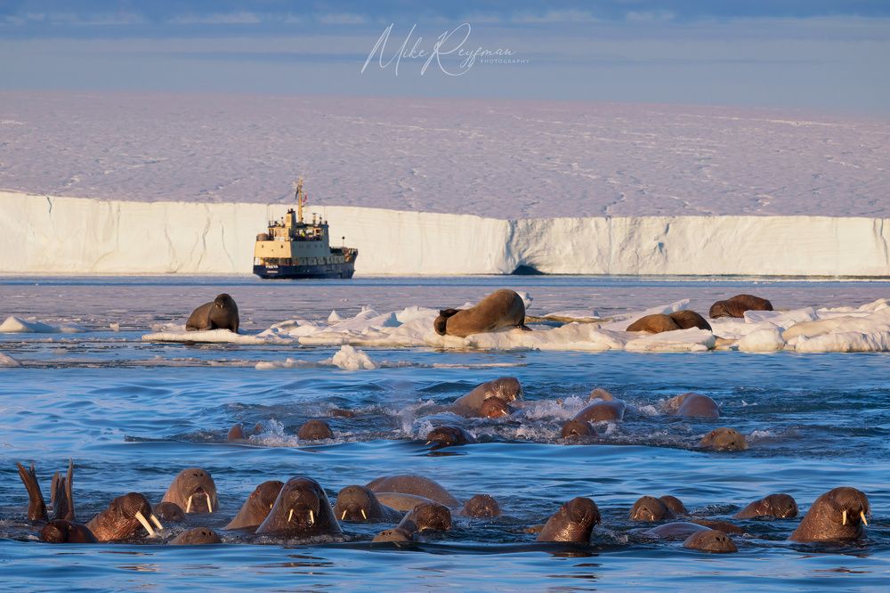 The Walrus Gang