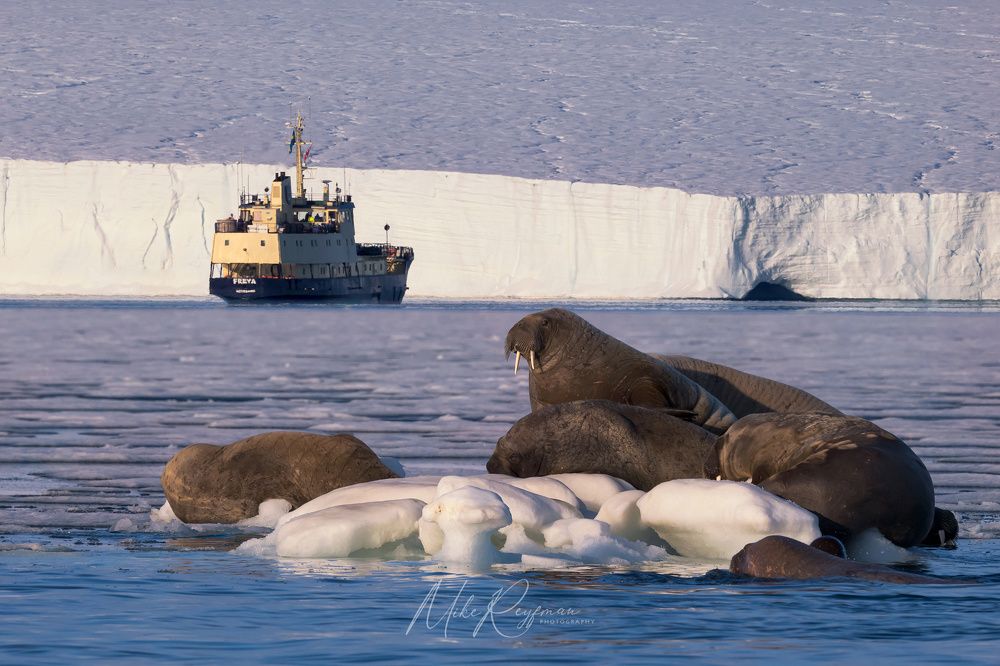The Walrus Gang