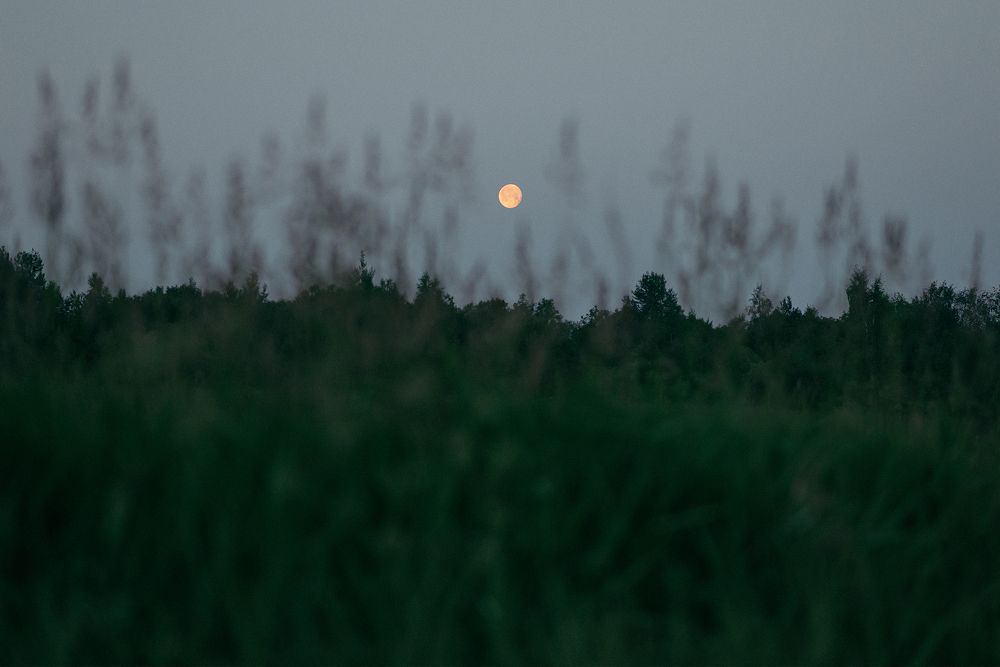 Летняя ночь и полная Луна