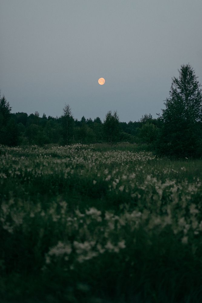 Летняя ночь и полная Луна