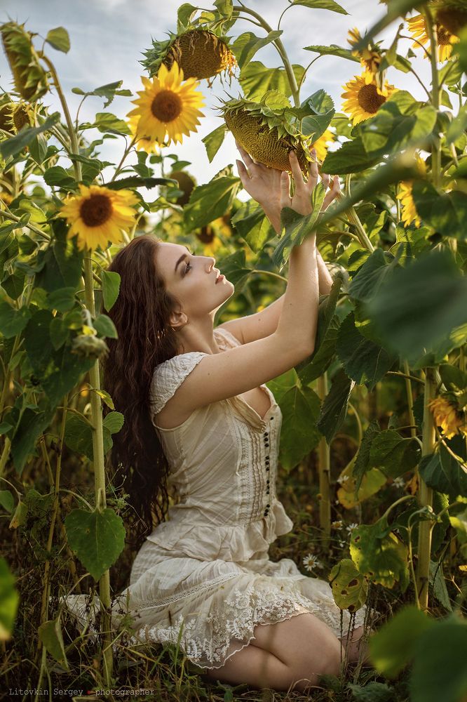Sunflowers