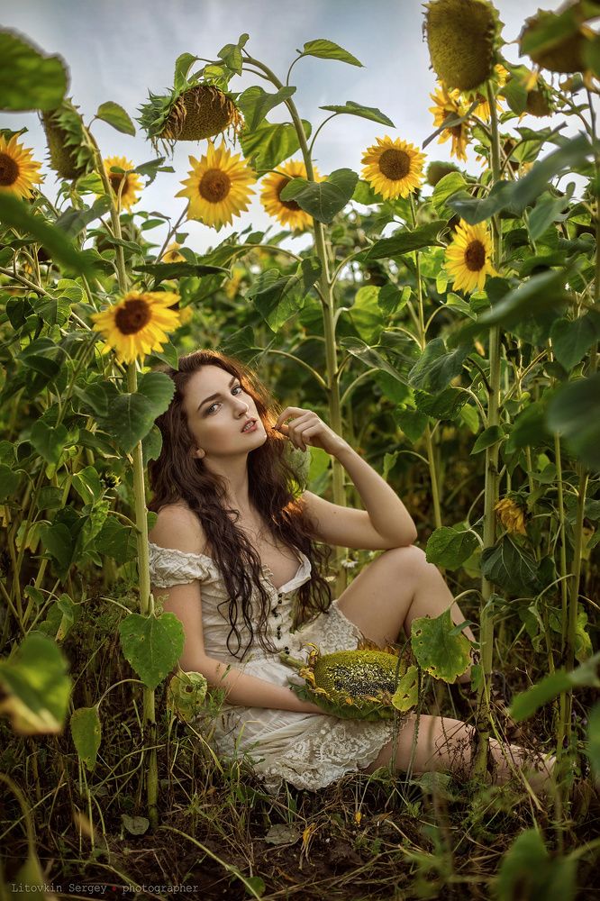 Sunflowers