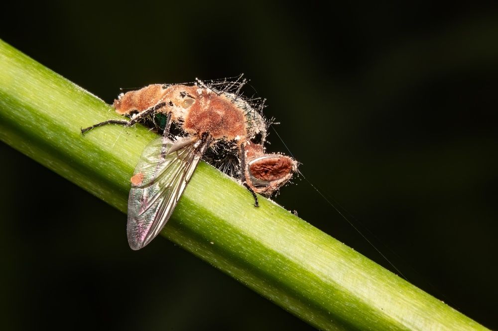 A fungus turns flies into zombies:
