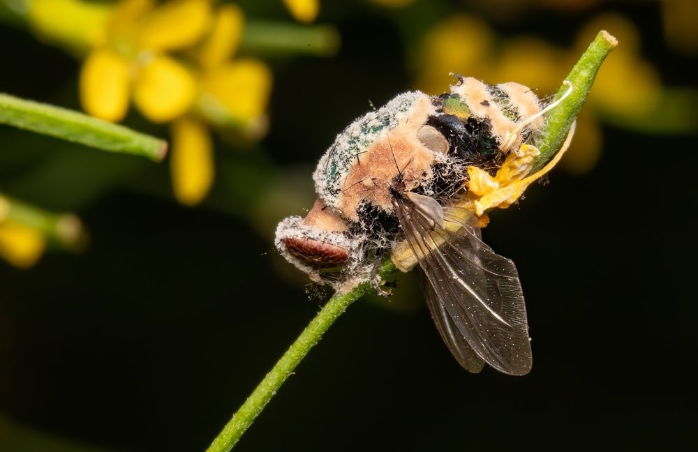 A fungus turns flies into zombies: