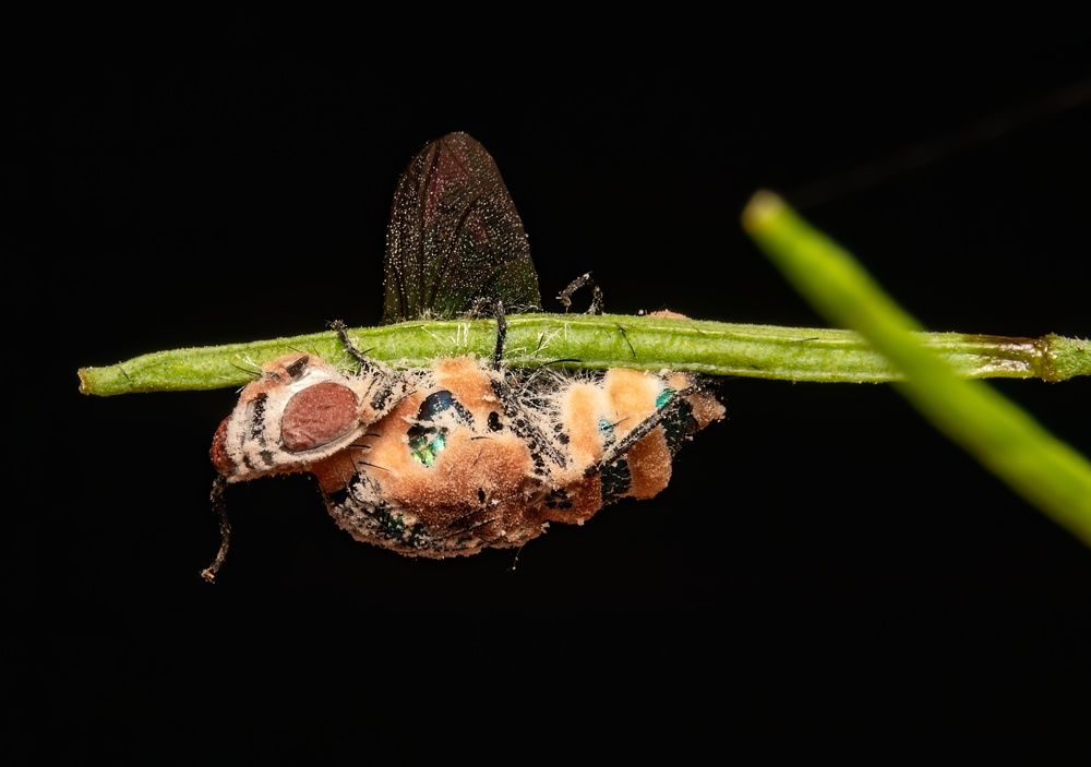 A fungus turns flies into zombies: