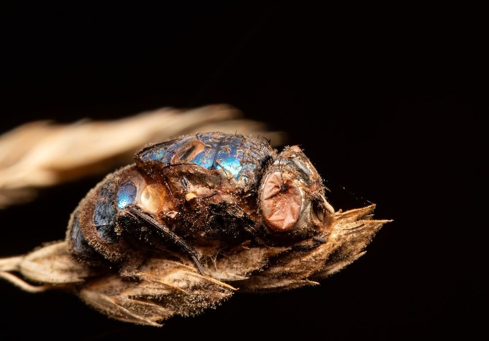 A fungus turns flies into zombies: