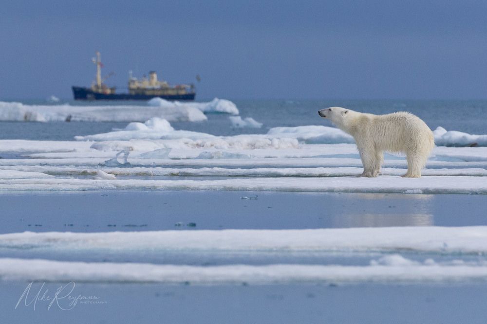 Using Various Focal Lengths in Arctic Wildlife and landscape Photography