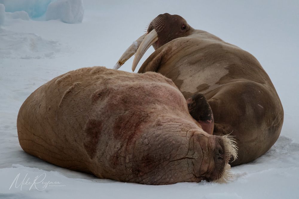 Using Various Focal Lengths in Arctic Wildlife and landscape Photography