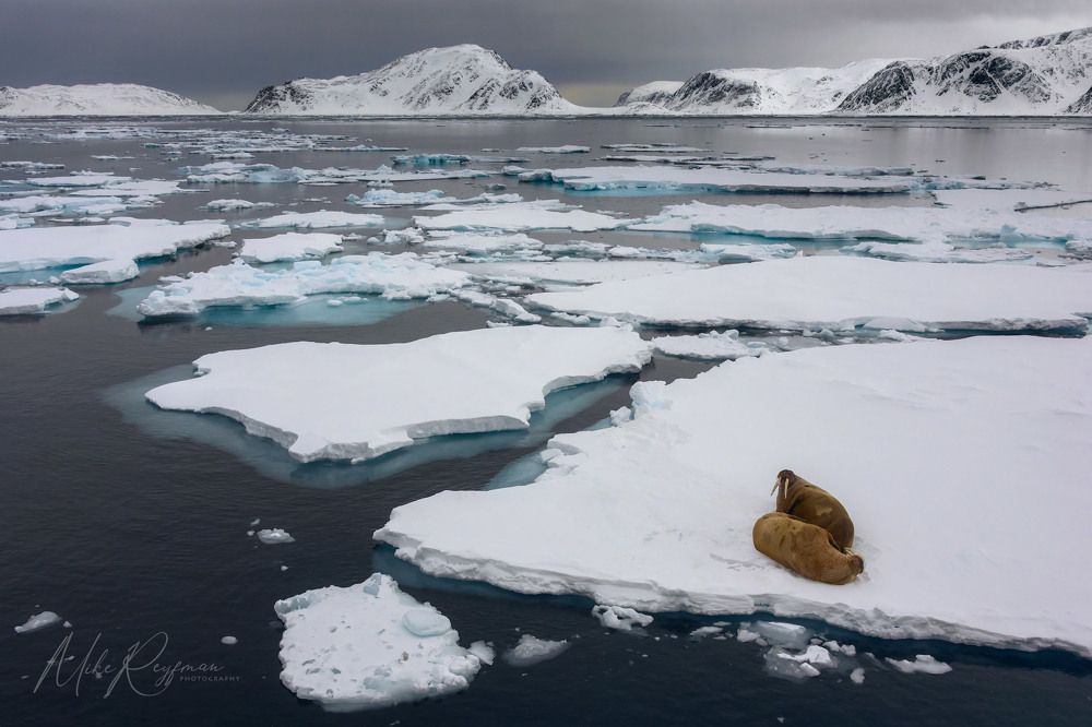 Using Various Focal Lengths in Arctic Wildlife and landscape Photography