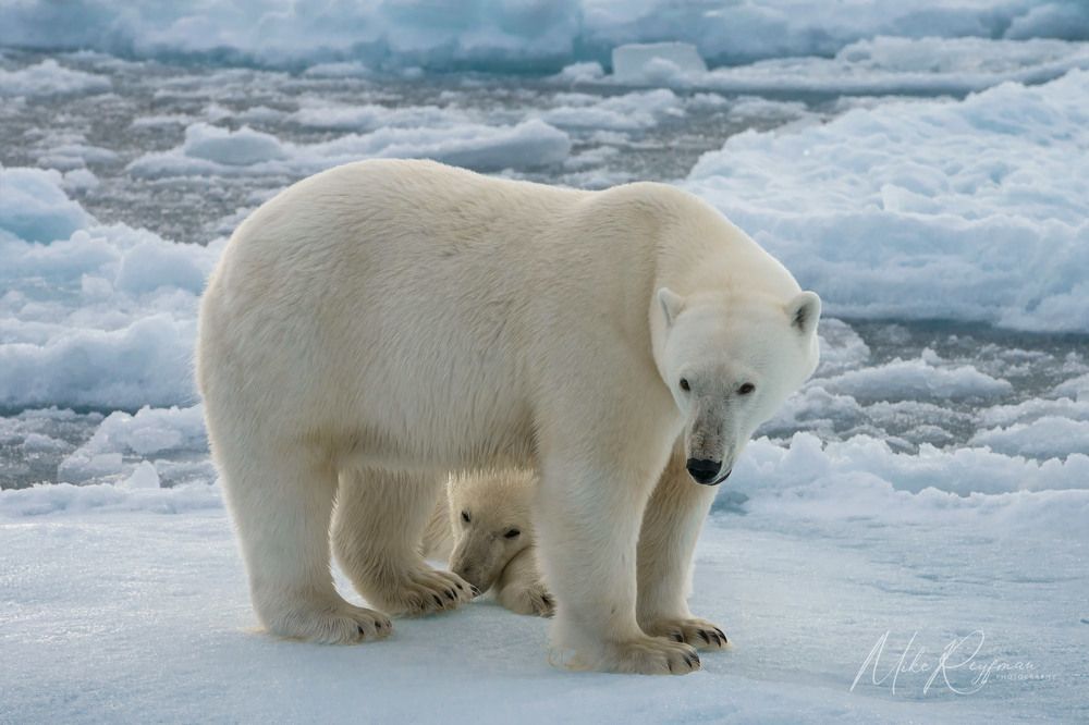 Using Various Focal Lengths in Arctic Wildlife and landscape Photography