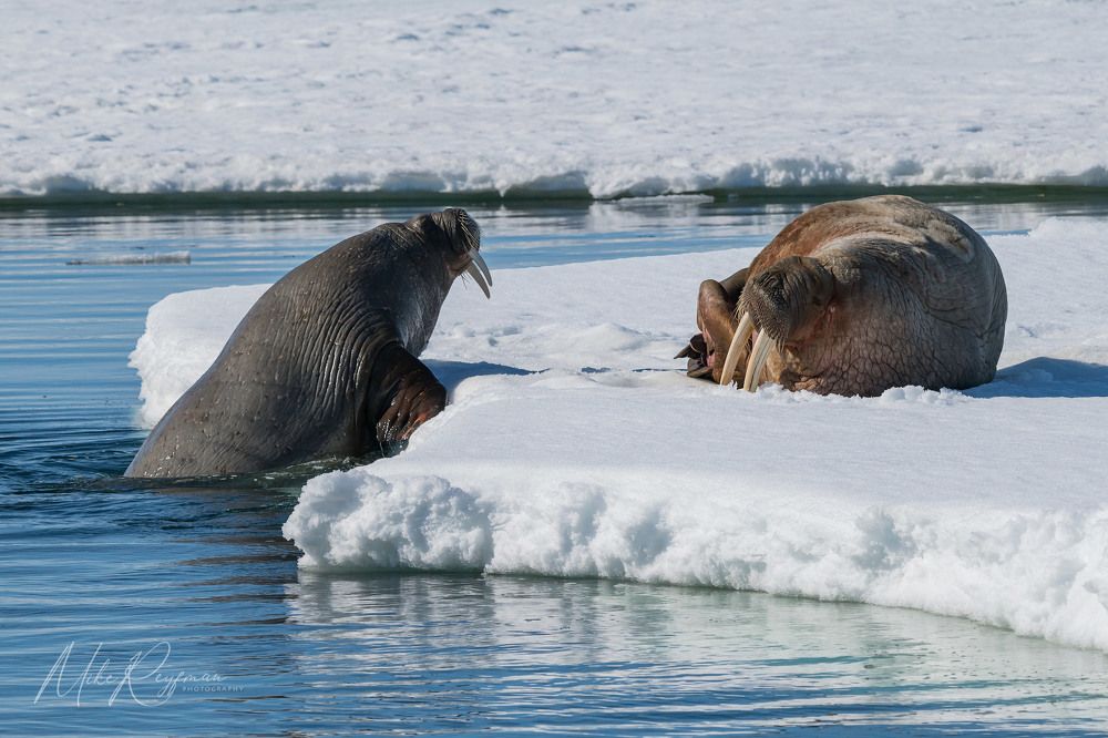 Using Various Focal Lengths in Arctic Wildlife and landscape Photography