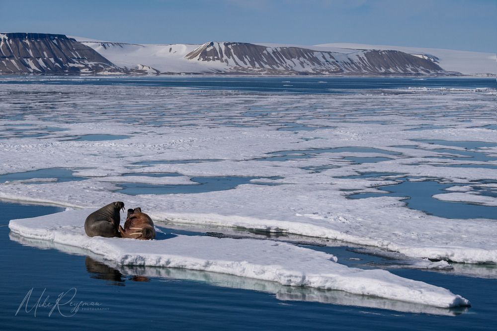 Using Various Focal Lengths in Arctic Wildlife and landscape Photography