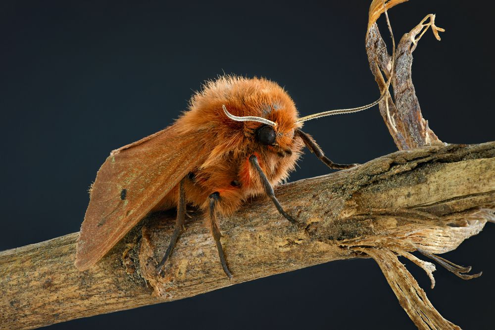 Phragmatobia fuliginosa