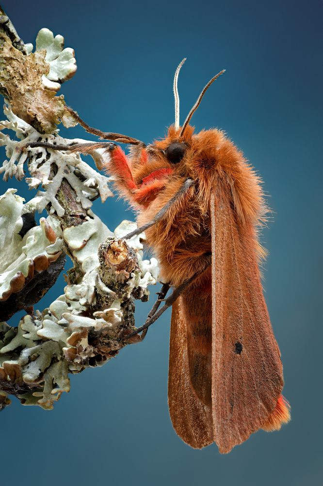 Phragmatobia fuliginosa