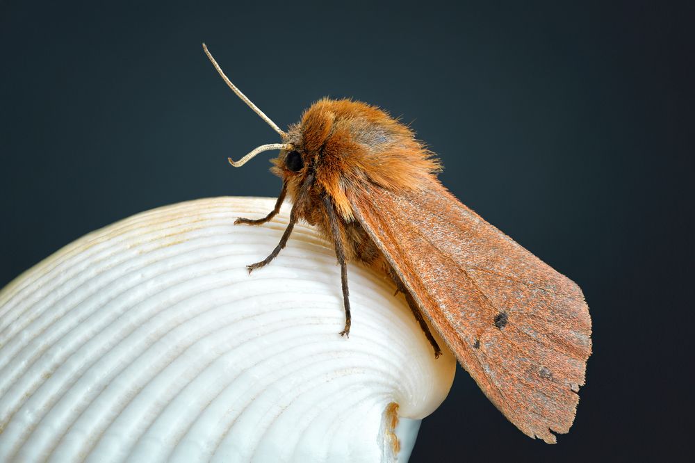 Phragmatobia fuliginosa