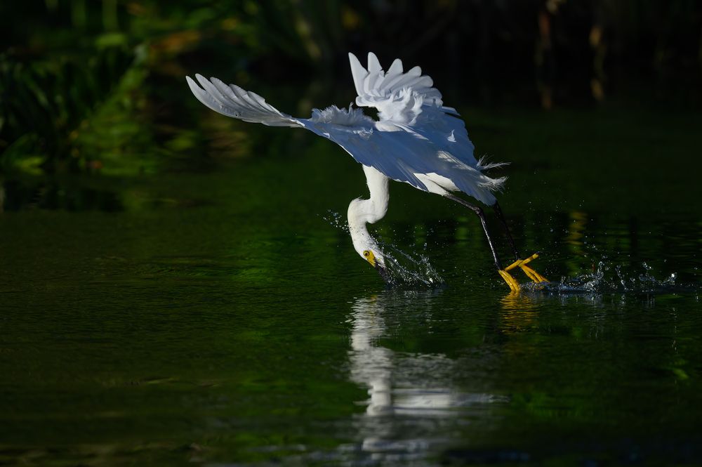 Snowy egret (sequence)