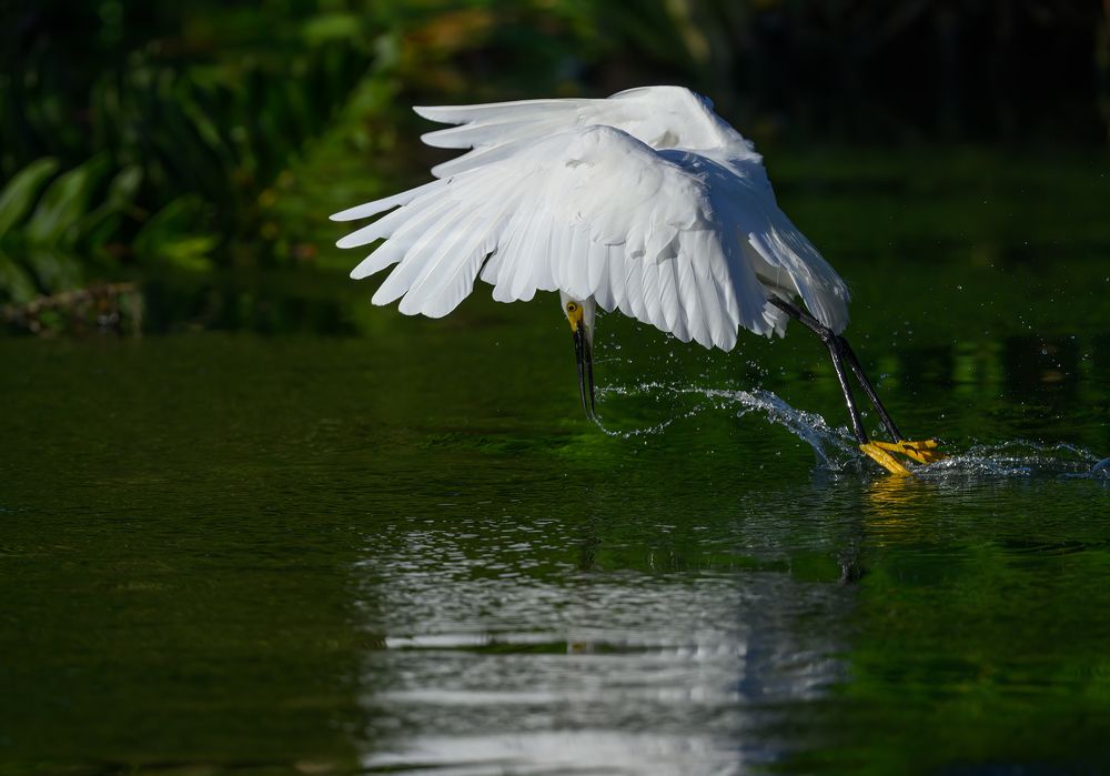 Snowy egret (sequence)