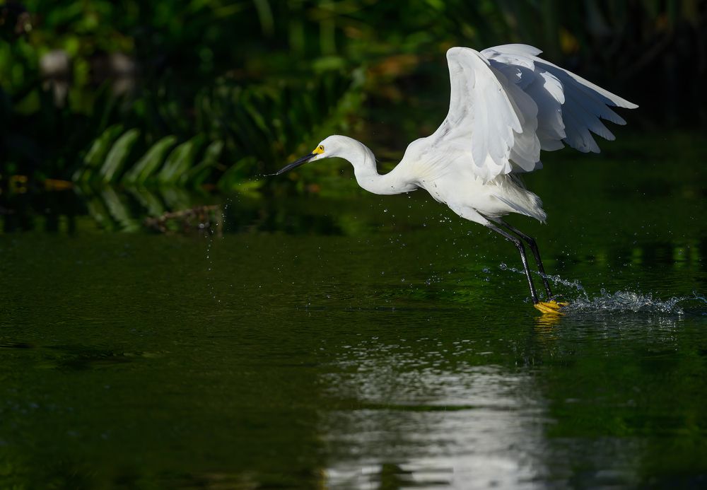 Snowy egret (sequence)