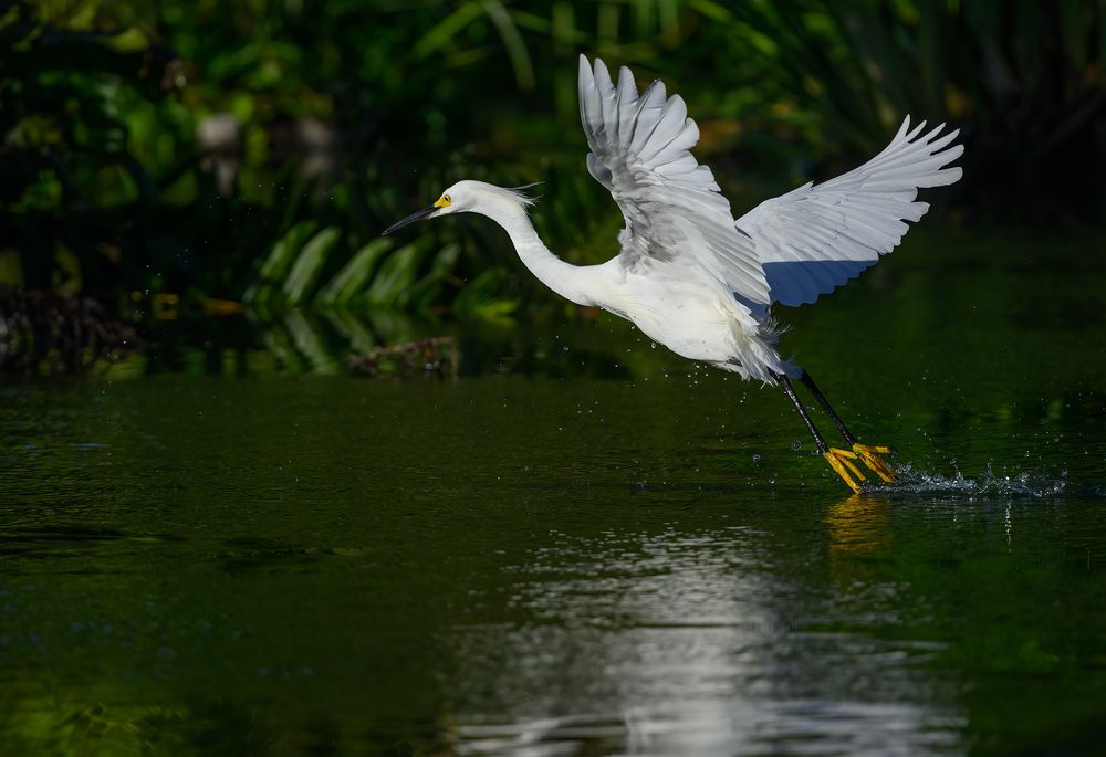 Snowy egret (sequence)