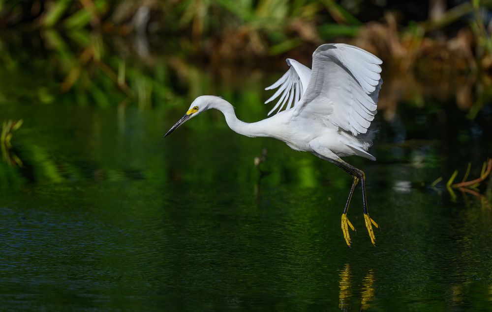 Snowy egret (sequence)