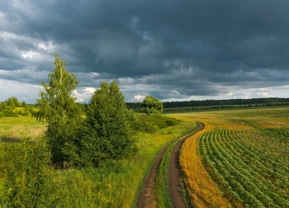 Июльские картины полей
