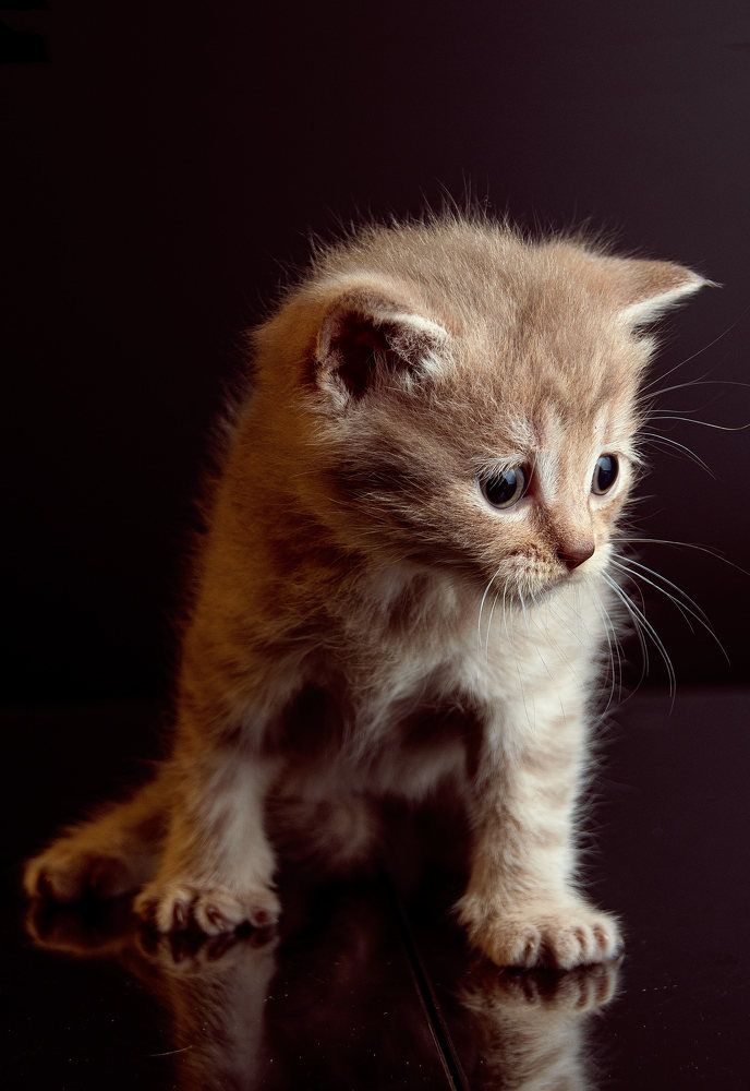 Cats