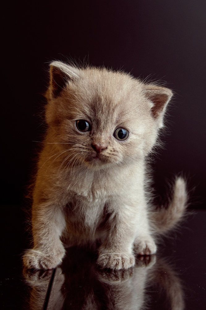 Cats