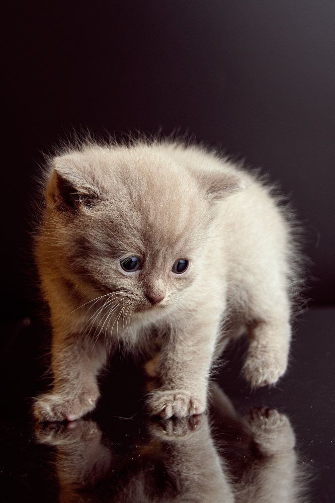 Cats
