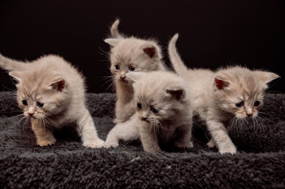Cats