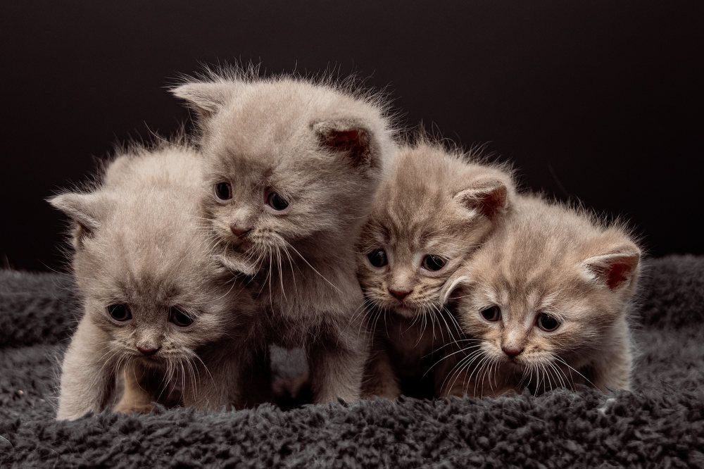 Cats