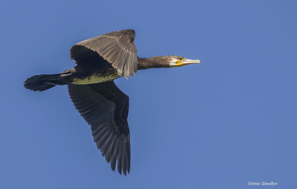 Great cormorant