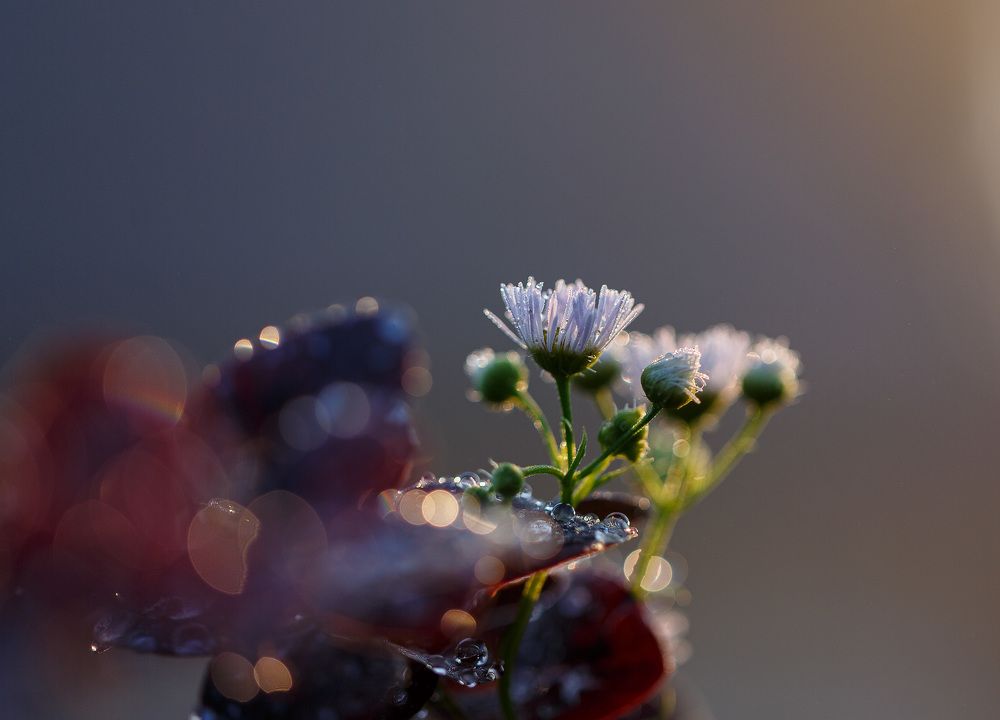 Photo 2450253