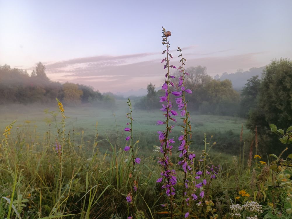 Photo 2450310
