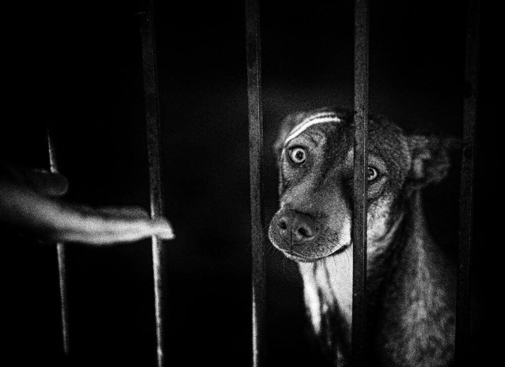 Photo 2450833
