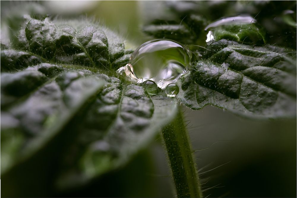 H2O