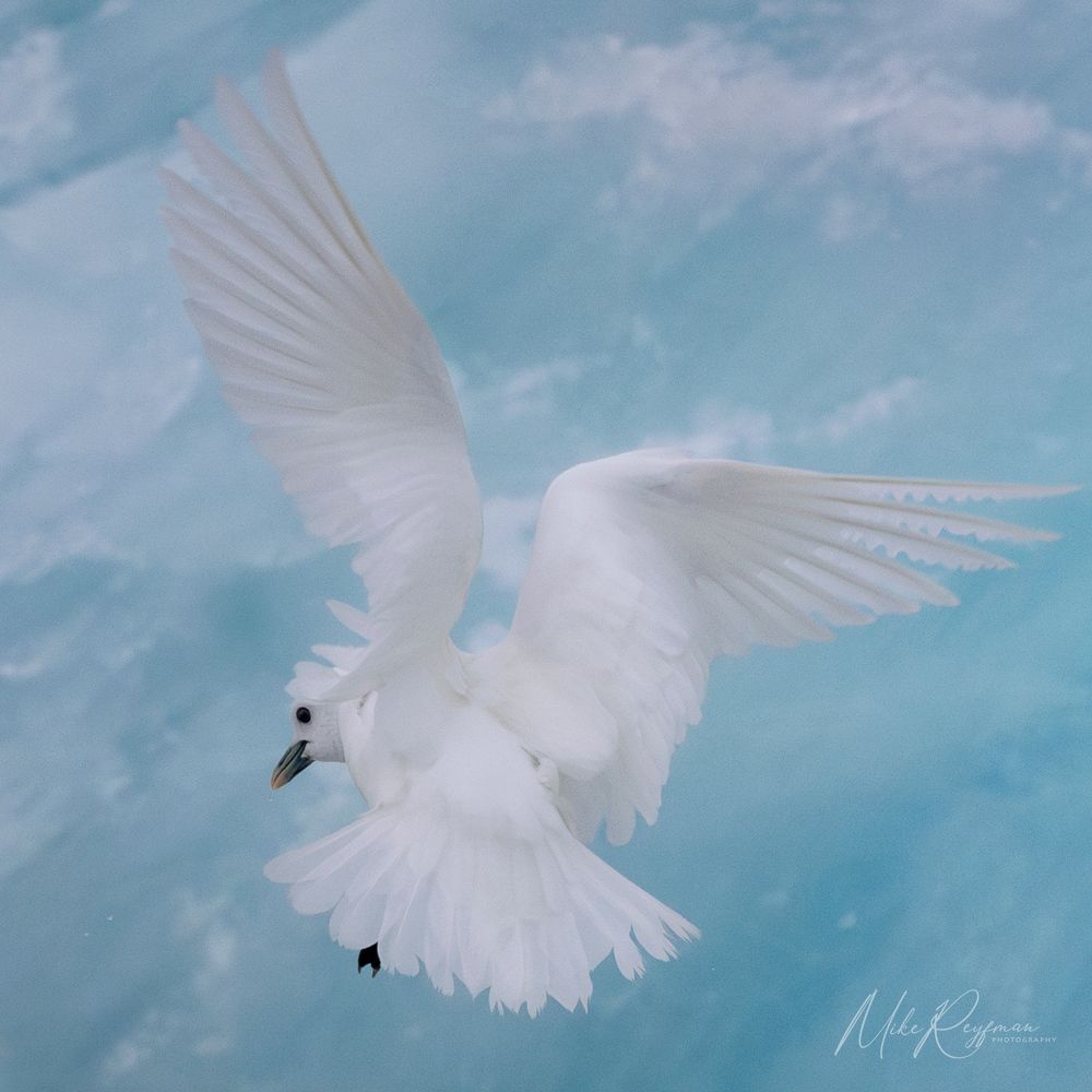 Ivory Gull. Locals call this bird "Arctic Angel"