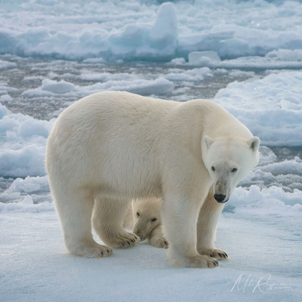 Polar Bears - mom and 2-year old cub