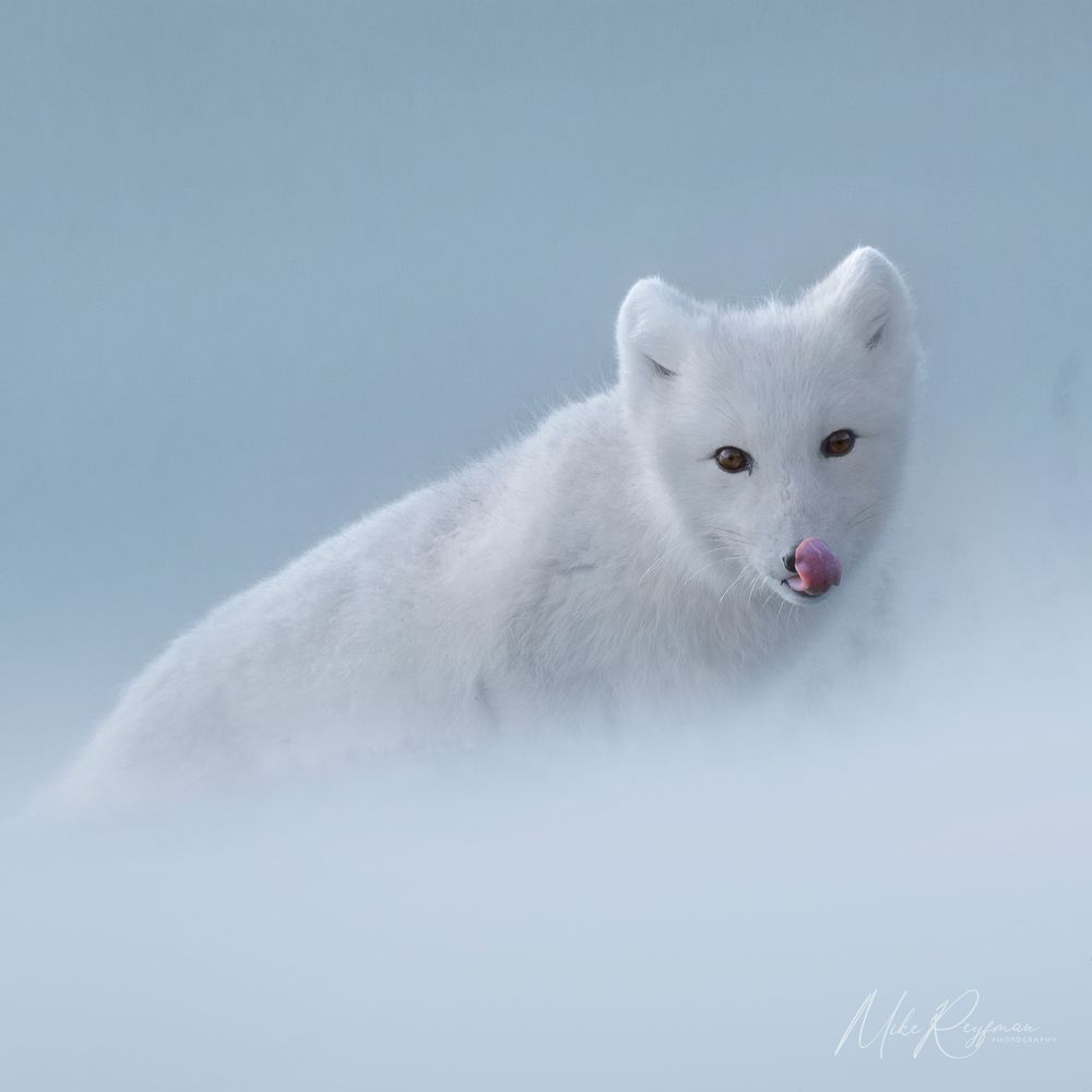 ​​Arctic Fox (Песец)