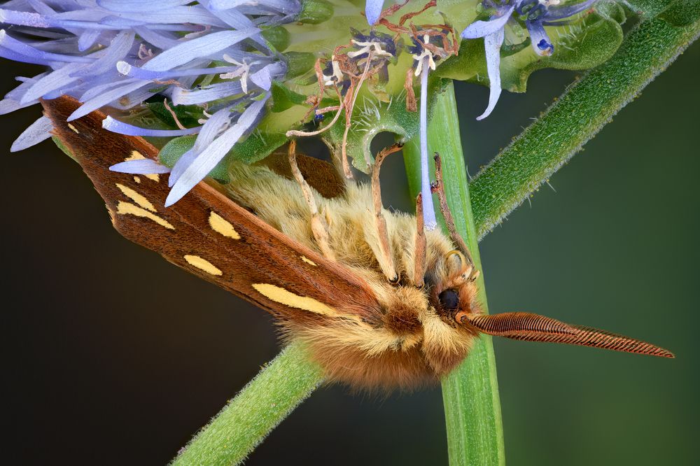 Hyphoraia Aulica