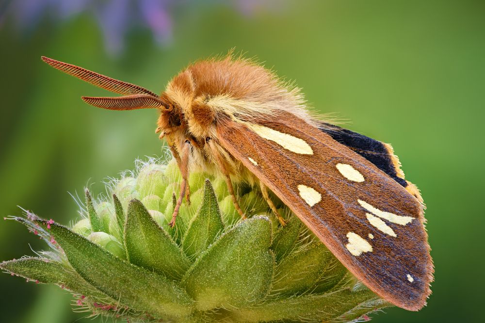Hyphoraia Aulica