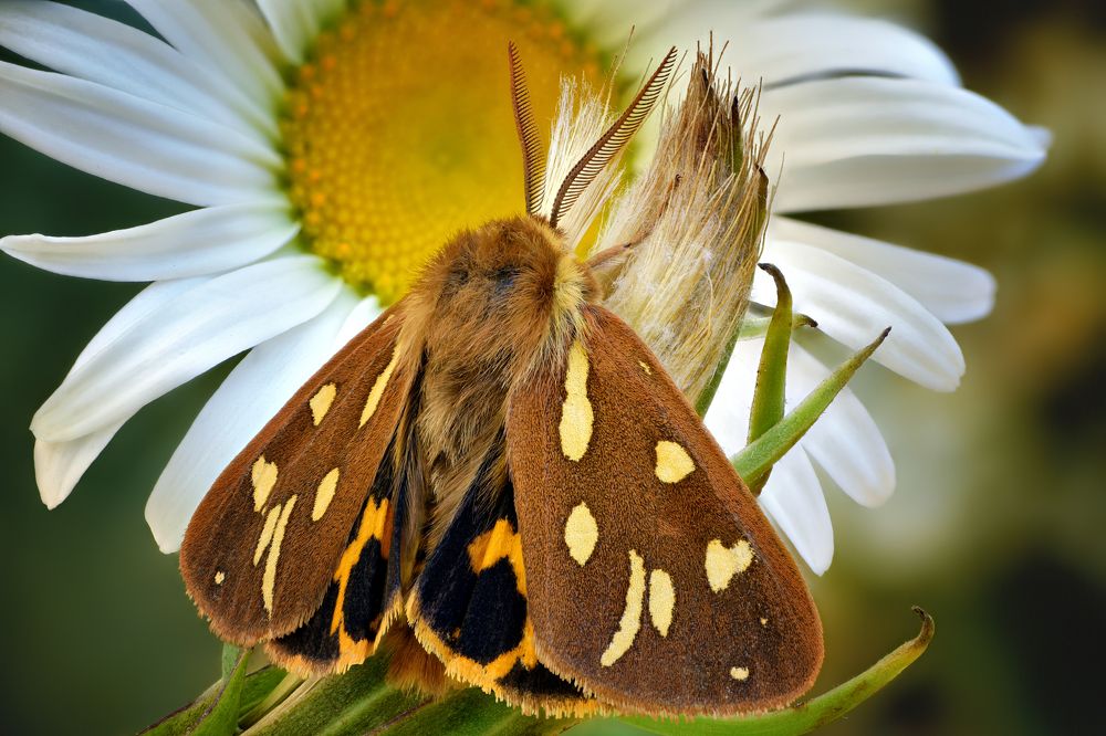 Hyphoraia Aulica