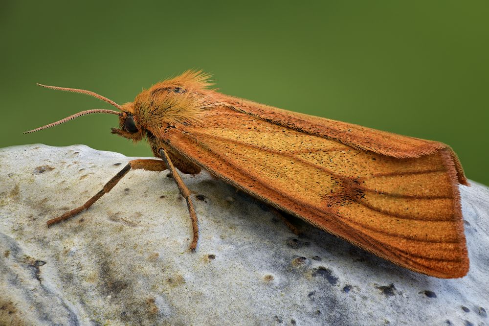 Diacrisia sannio