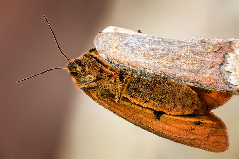 Diacrisia sannio