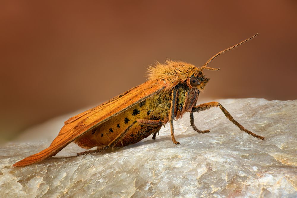 Diacrisia sannio