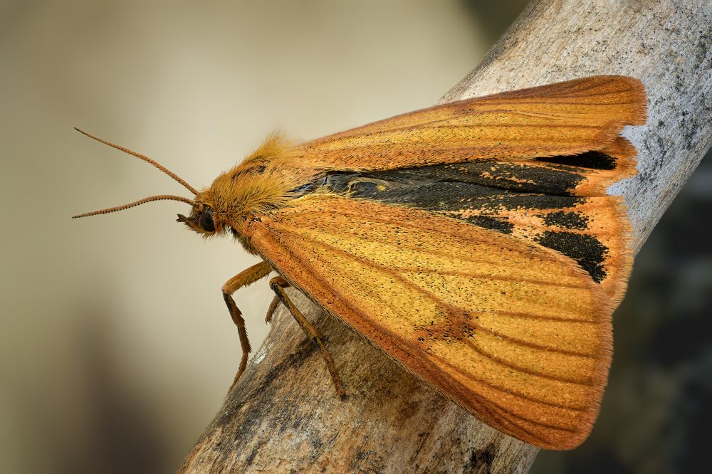 Diacrisia sannio